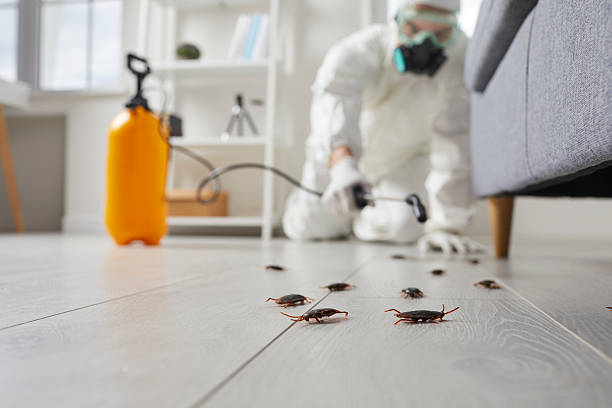 Commercial Kitchen Cockroach Control in Schaumburg